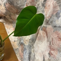 観葉植物　モンステラの画像