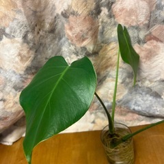 観葉植物　モンステラの画像