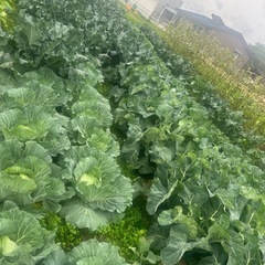 朝取り新鮮野菜　　お安くの画像