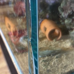 海水水槽120cm その他色々の画像