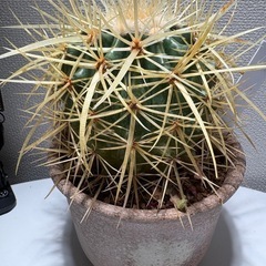 ★年始セール★　エキノカクタス金鯱　（長棘・長刺）の画像