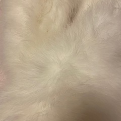 成人式　着物　フェザーショールの画像