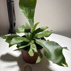 コウモリランの画像