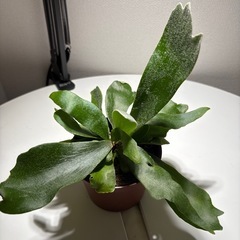 コウモリランの画像