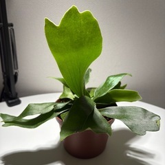 コウモリランの画像