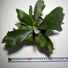 コウモリランの画像