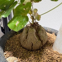 亀甲竜　エレファンティペスの画像