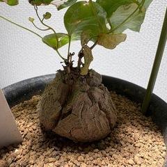 亀甲竜　エレファンティペスの画像