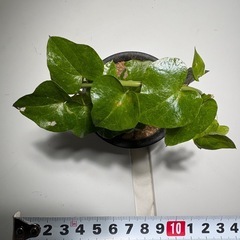 亀甲竜　エレファンティペスの画像