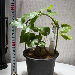 亀甲竜　エレファンティペスの画像