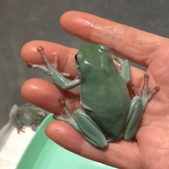 イエアメガエルCB 約5cm − 岡山県