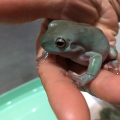 イエアメガエルCB 約5cm - ペット