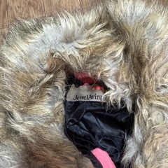 ジャッケトの画像