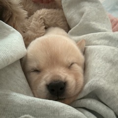 まだ1ヶ月の子犬です！！