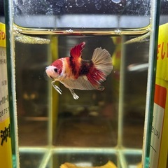 ①ベタ プラカット オスの画像