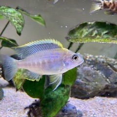 熱帯魚　　アフリカンシクリッド
の画像