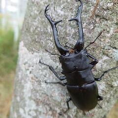 ギラファノコギリクワガタ幼虫の画像