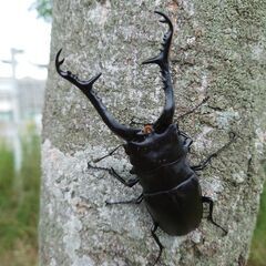 ギラファノコギリクワガタ幼虫の画像