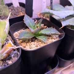 アガベ　万代の画像