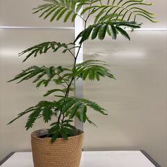 観葉植物 さしあげます1の画像