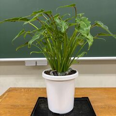 観葉植物 さしあげます1の画像