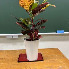 観葉植物 さしあげます1の画像