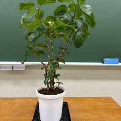 観葉植物 さしあげます2の画像
