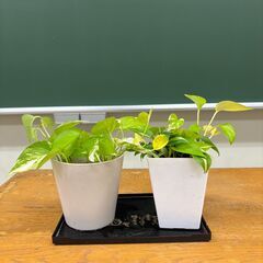 観葉植物 さしあげます2の画像