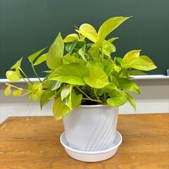 観葉植物 さしあげます3の画像