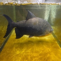 レッドコロソマ無料です。急ぎです。の画像