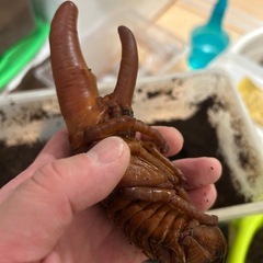 クワガタ、カブトムシの余品販売第三弾の画像