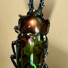 クワガタ、カブトムシの余品販売第三弾の画像