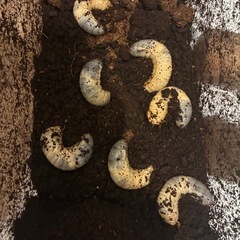 国産カブトムシ３令幼虫×5匹　軽井沢産の画像