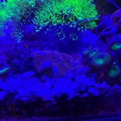 サンゴ　海水魚の画像