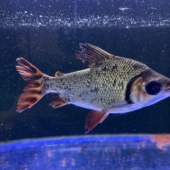 カラープロキロダス
の画像