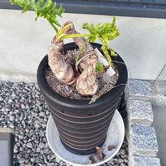 【決まりました】フィロデンドロンセロームの画像