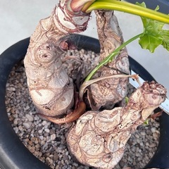 【決まりました】フィロデンドロンセロームの画像