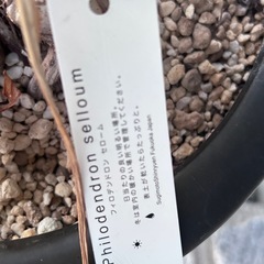 【決まりました】フィロデンドロンセロームの画像