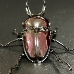 ピカール系紫紺ニジイロクワガタ成虫ペア　※訳ありの画像