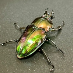 ピカール系紫紺ニジイロクワガタ成虫ペア　※訳ありの画像