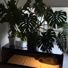 　自作　爬虫類ケージ　175×60×60
の画像