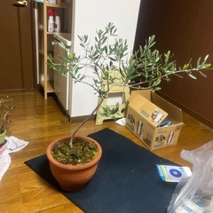 オリーブ　観葉植物の画像