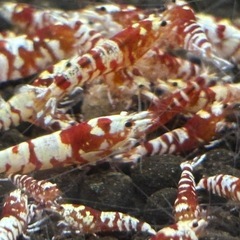 🦐年末販売🦐 レッドファンシータイガーシュリンプ 《沖縄ブリード・育成個体》 の画像