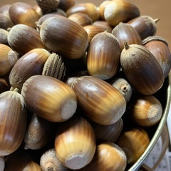 どんぐり　ドングリ　あるだけすべての画像
