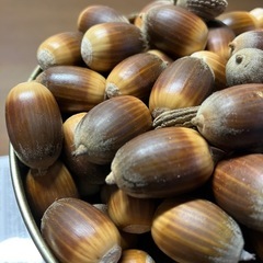 どんぐり　ドングリ　あるだけすべての画像