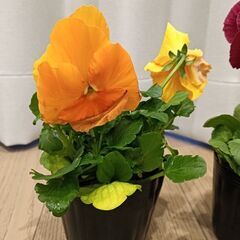 花　2セットの画像