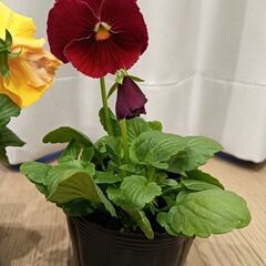 花　2セットの画像