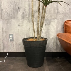 フェイクグリーン　　ドラセナの画像