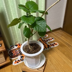 🟢12/27に引き取り可能な方は値引き中！ウンベラータ⭐︎大きいです🟢の画像