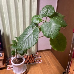 🟢12/27に引き取り可能な方は値引き中！ウンベラータ⭐︎大きいです🟢の画像